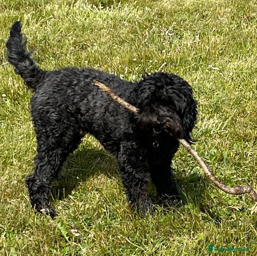 Cockapoo dogs for sale: George - Image 2