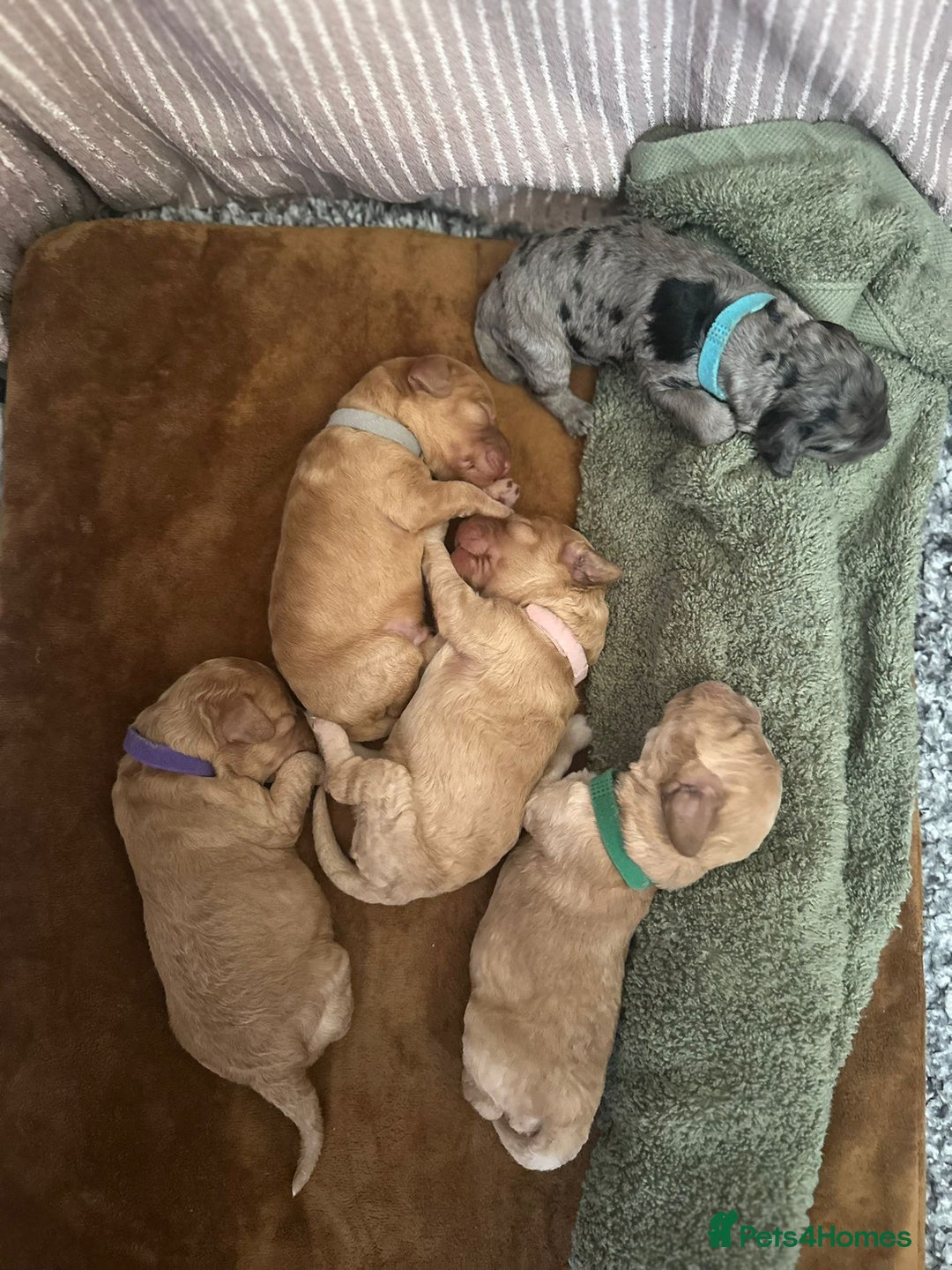 Cockapoo dogs for sale: Cockapoo Pups - Image 11