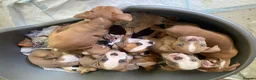 Mixed Breed dogs for sale: Family Raised Bulldog x Boxer Puppies Ready :))) in Bideford - Advert 4