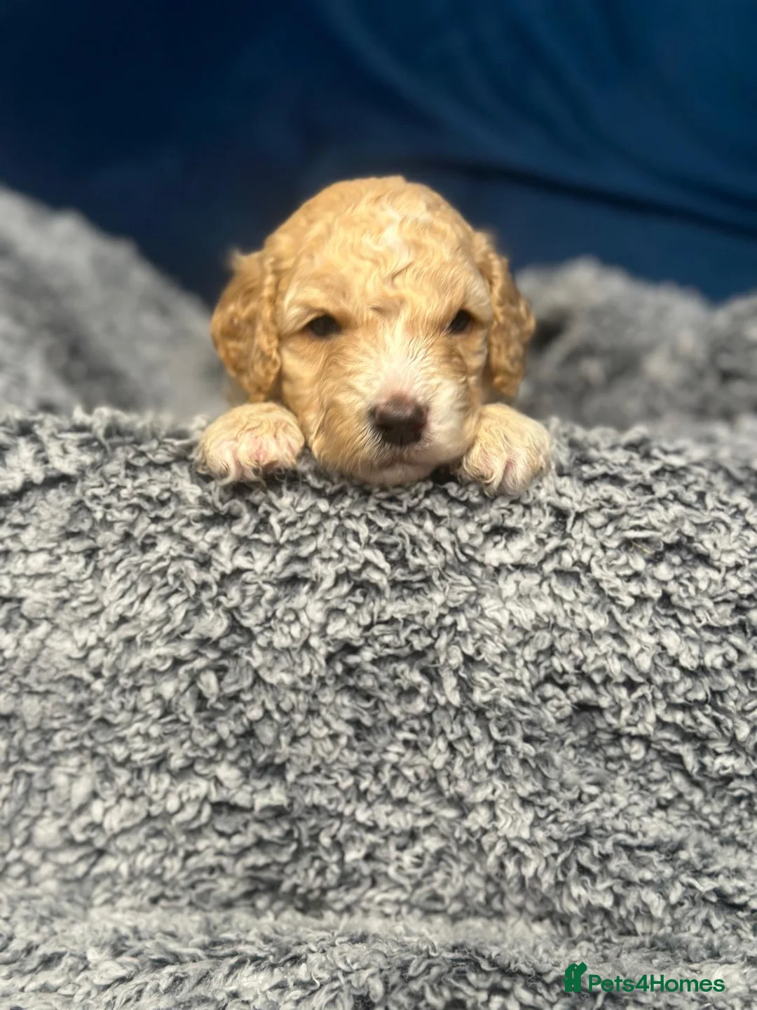 Miniature Poodle dogs for sale: Gorgeous pure bred miniature poodles - Advert 19