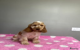 Cocker Spaniel dogs for sale: Lemon roan cocker spaniel boy  - Advert 6