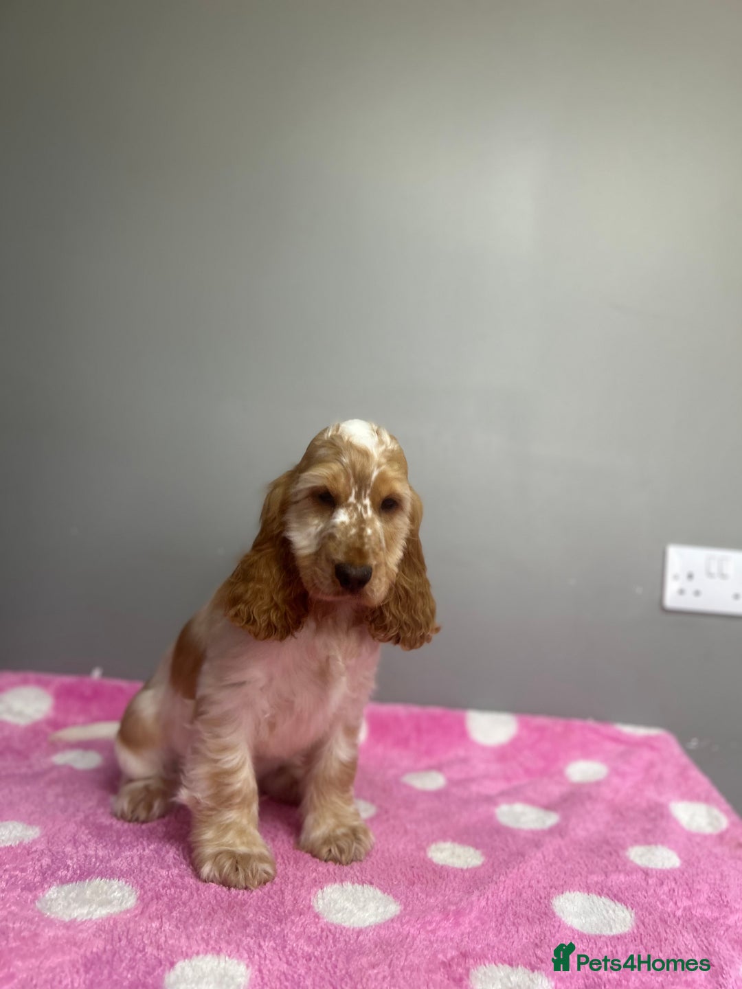 Cocker Spaniel dogs for sale: Lemon roan cocker spaniel boy  - Advert 6