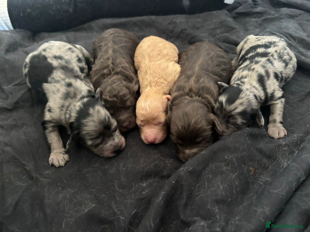 Cockapoo dogs for sale: 5 gorgeous cockapoos - Image 1
