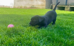 Labrador Retriever dogs for sale: Beautiful Labrador Puppies – 5 Girls & 3 Boys - Image 7