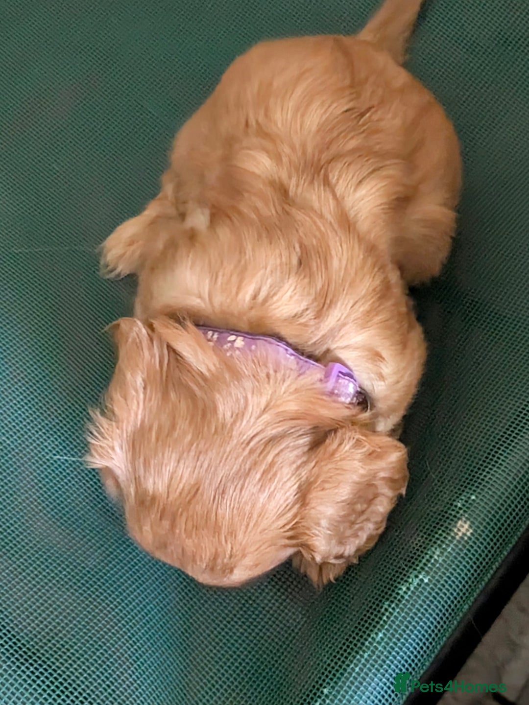 Cavalier King Charles Spaniel dogs for sale: Stunning Deep Ruby Cavalier king Charles puppies  - Image 38