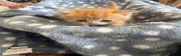 Persian cats for sale: Persian x British short haired  in Canterbury - Advert 8