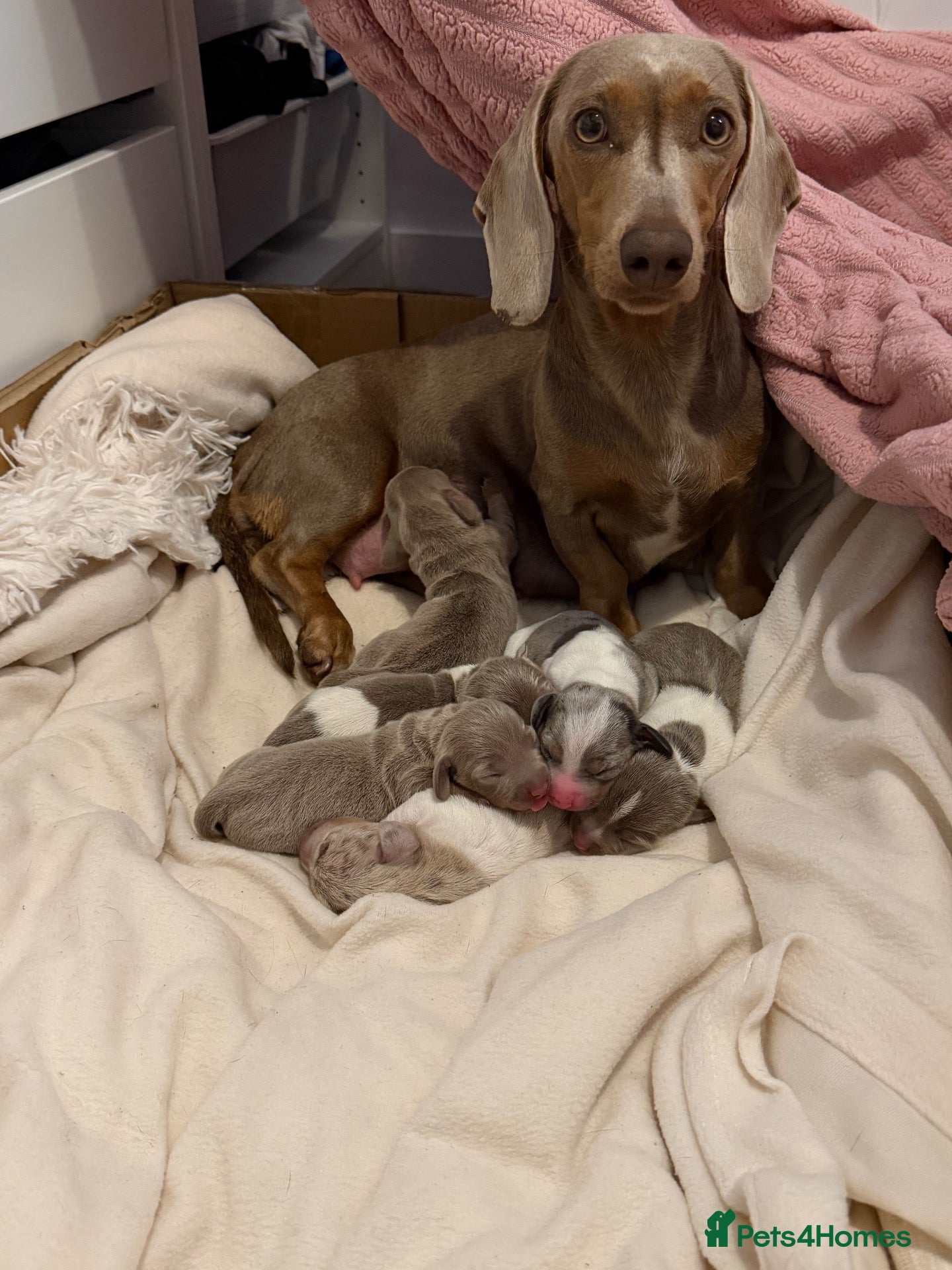 Miniature Dachshund dogs Miniature DashHound puppies  - Advert 6