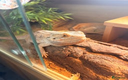 Bearded Dragon reptiles for sale: Bearded dragon male cb22 - Image 4