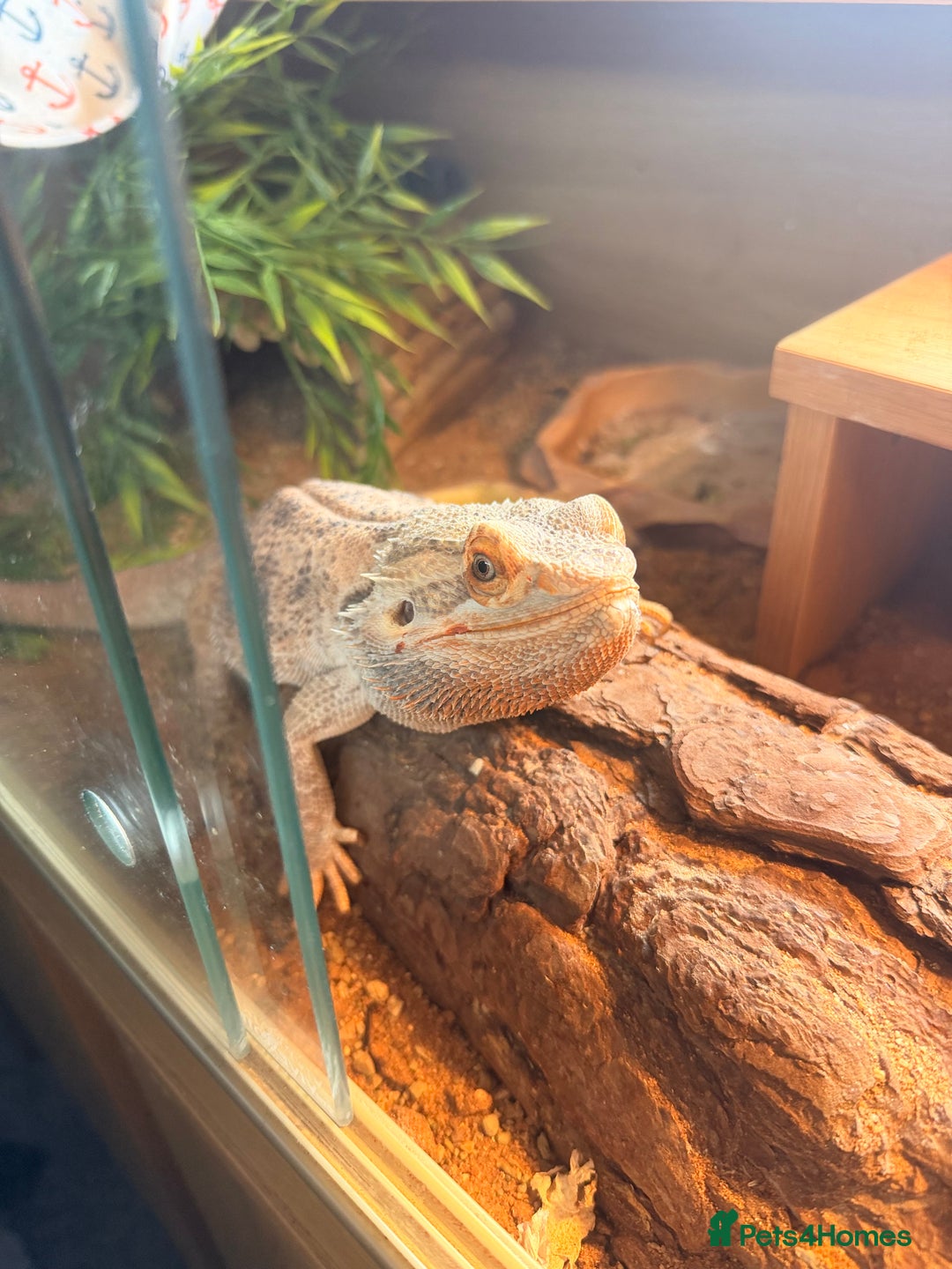 Bearded Dragon reptiles for sale: Bearded dragon male cb22 - Image 4