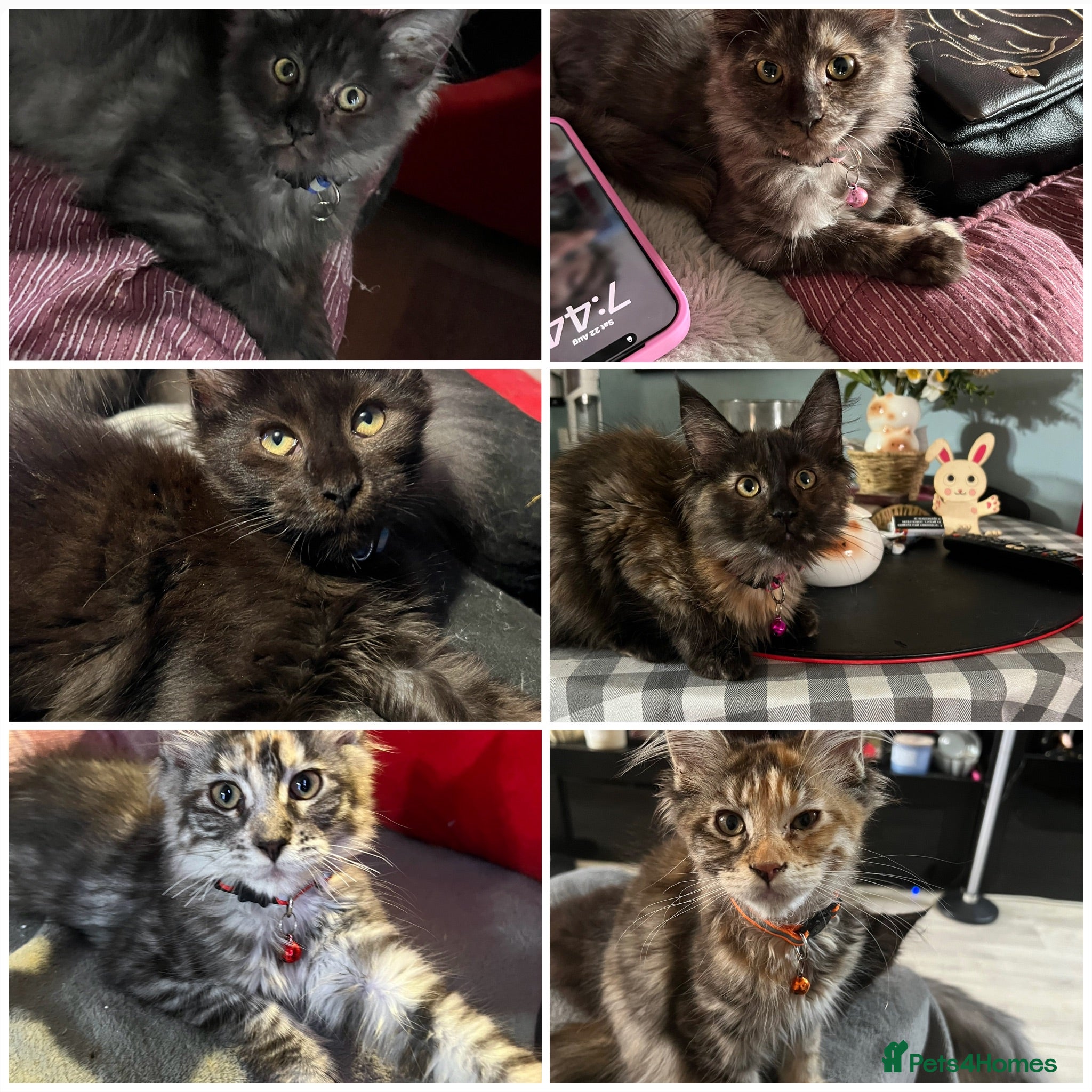 Maine Coon cats Beautiful 🐈‍⬛  - Advert 3