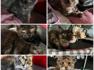 Maine Coon cats Beautiful 🐈⬛ - Advert 5
