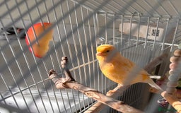Canaries birds for sale: Canary Female & birdcage toys & food - Image 3