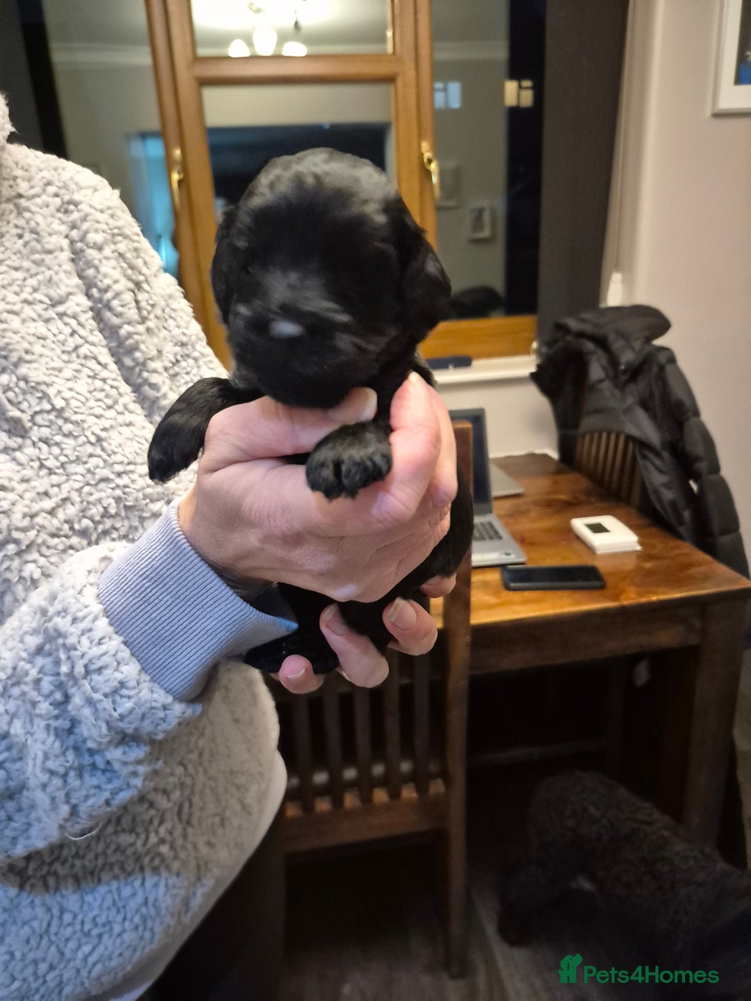 Cockapoo dogs for sale: Adorable cockapoo puppies - Advert 9