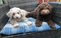 Cockapoo dogs for sale: Cockerpoo girl 11weeks old  - Image 12