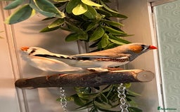 Finches birds for sale: Zebra finch - Image 6