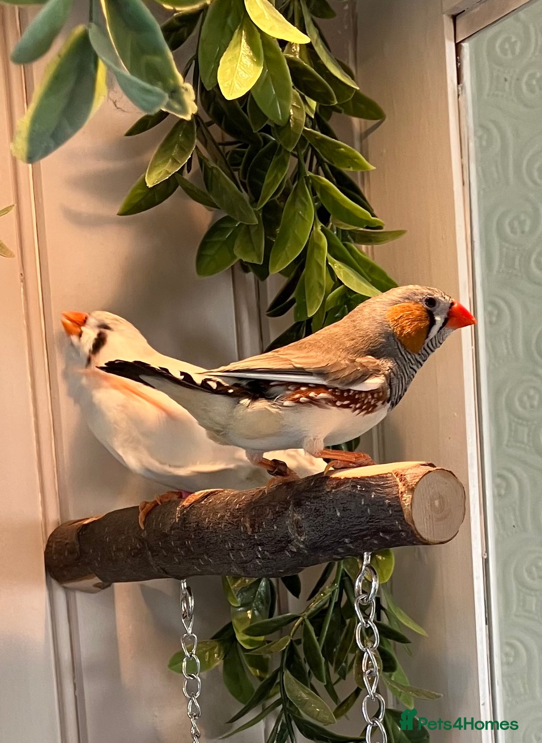 Finches birds for sale: Zebra finch - Image 6