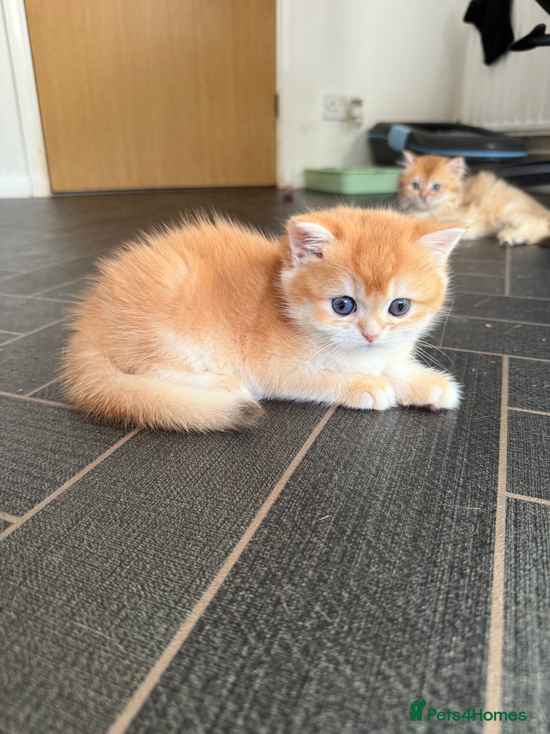 British Shorthair cats for sale: GCCFreg BSH & BLH Chocolate & Black Golden Kittens - Advert 28