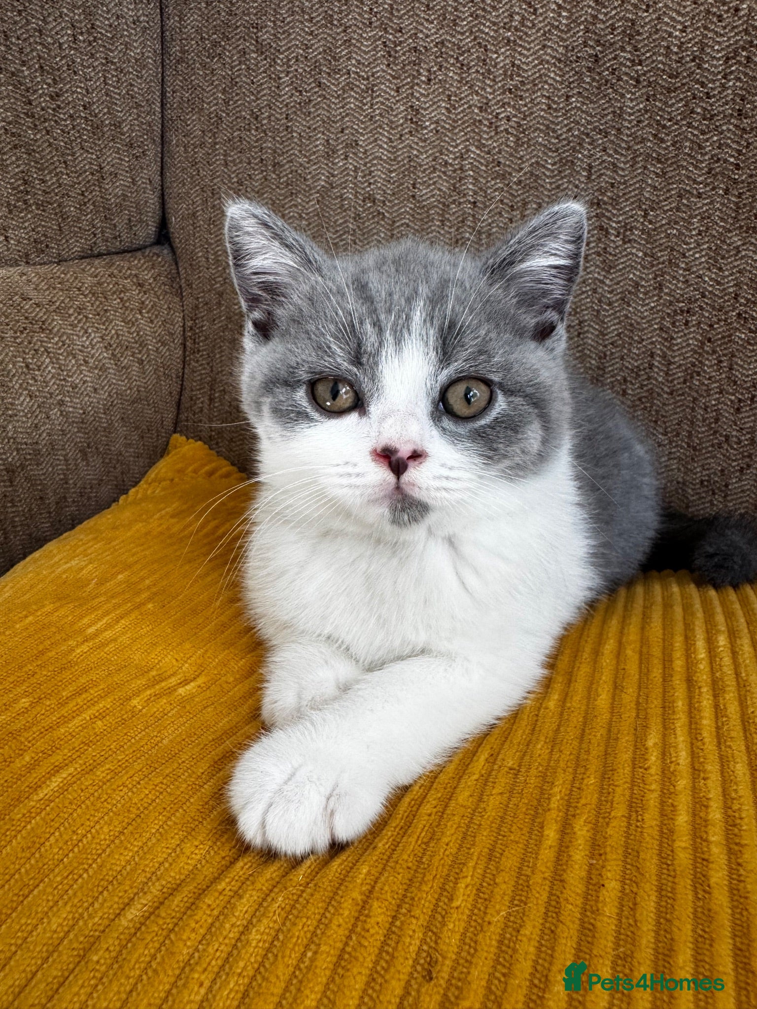 British Shorthair cats TICA registered BSH Kittens Blue & Blue Bicolour - Advert 16