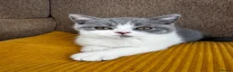 British Shorthair cats for sale: TICA Registered BritishShorthairKittens  Ready now - Advert 3