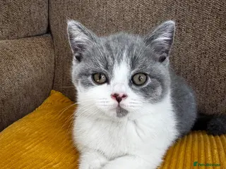 British Shorthair cats TICA registered BSH Kittens Blue & Blue Bicolour - Advert 16