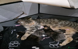 Ragdoll cats for sale: 4 female kittens  - Image 1