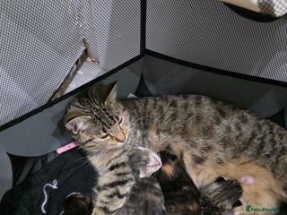 Ragdoll cats for sale - Advert 1