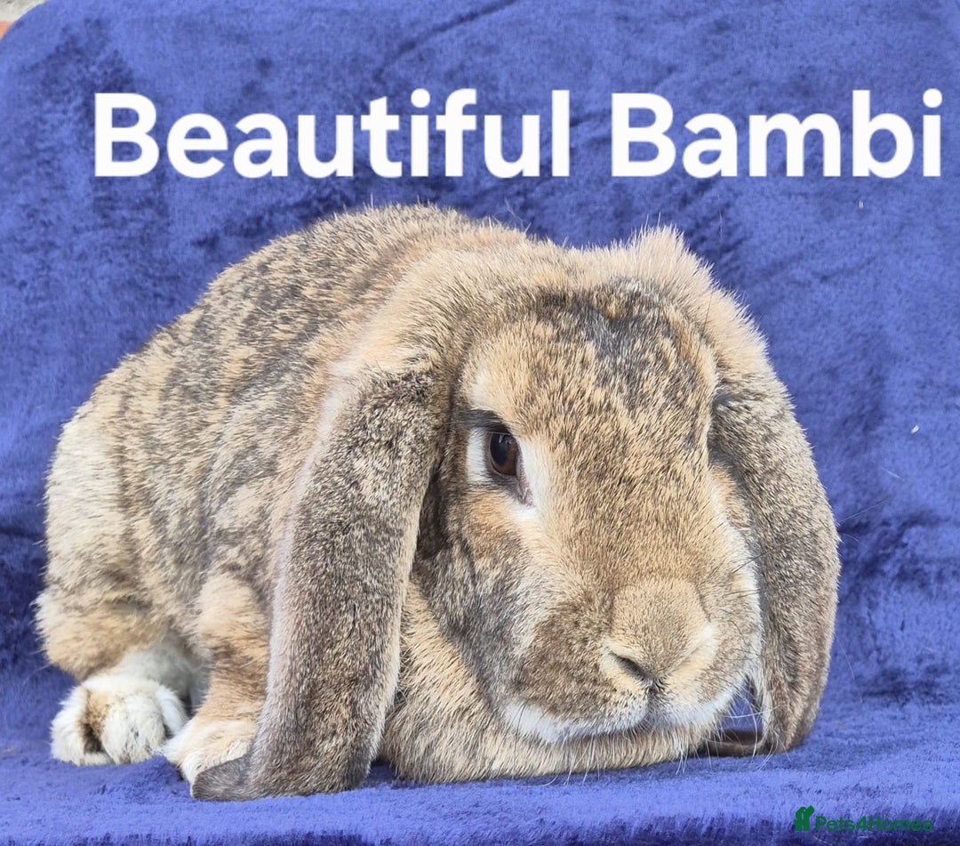French Lop rabbits for sale: Friendly french lops - Image 9