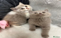 British Shorthair cats for sale: Blue/Lilac/Bicolour & Tortie Full Pedigree Reg BSH - Image 4