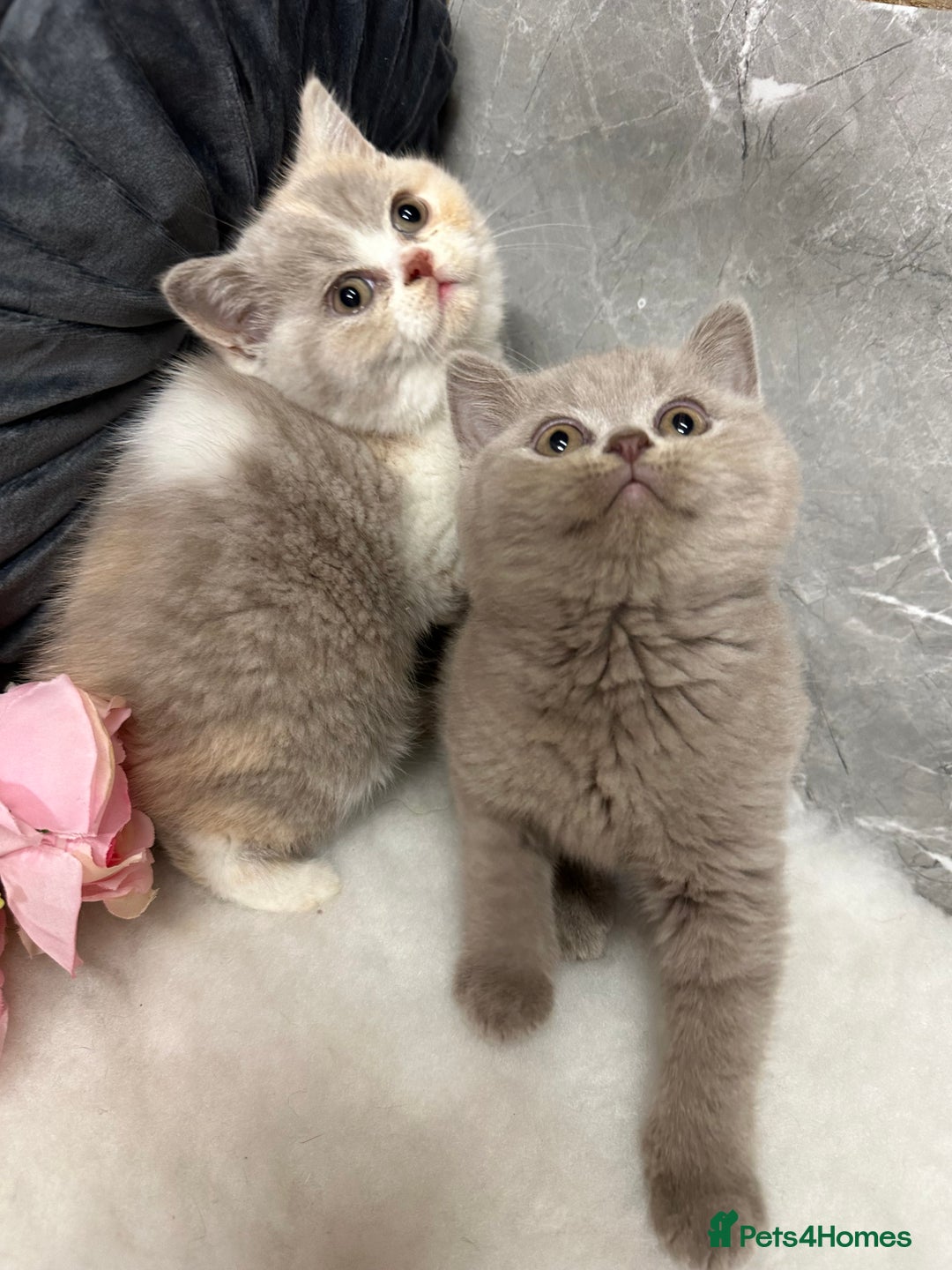 British Shorthair cats for sale: Blue/Lilac/Bicolour & Tortie Full Pedigree Reg BSH - Image 4