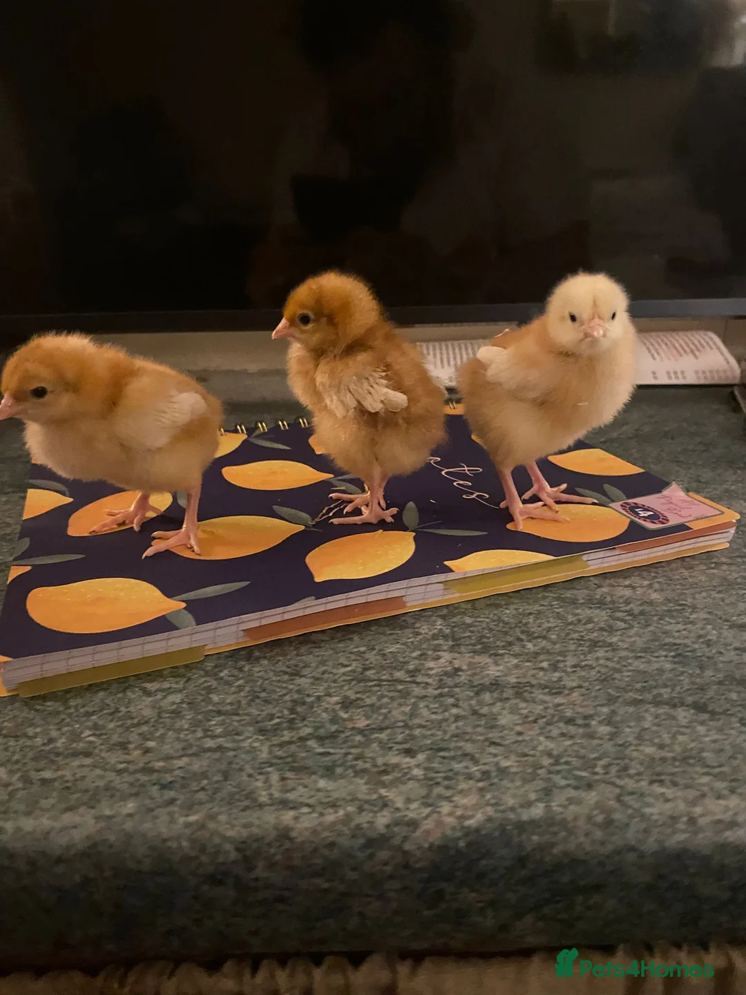 Chickens poultry for sale: Sexed hybrid female chicks  - Advert 6