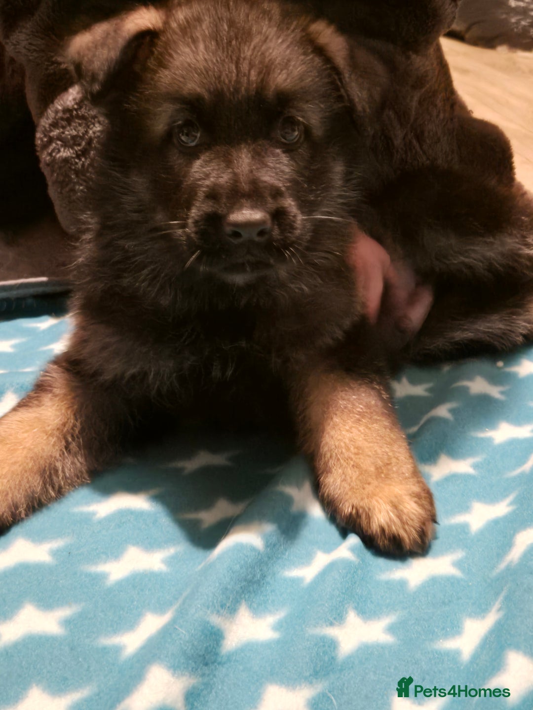 German Shepherd dogs for sale: German shepherd  - Advert 33