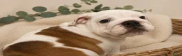 English Bulldog dogs for sale:  KC Reg English bulldog pups genuine breed colour - Advert 14