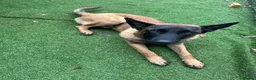 Belgian Shepherd Dog dogs for sale: Cooper in Hayes - Advert 2