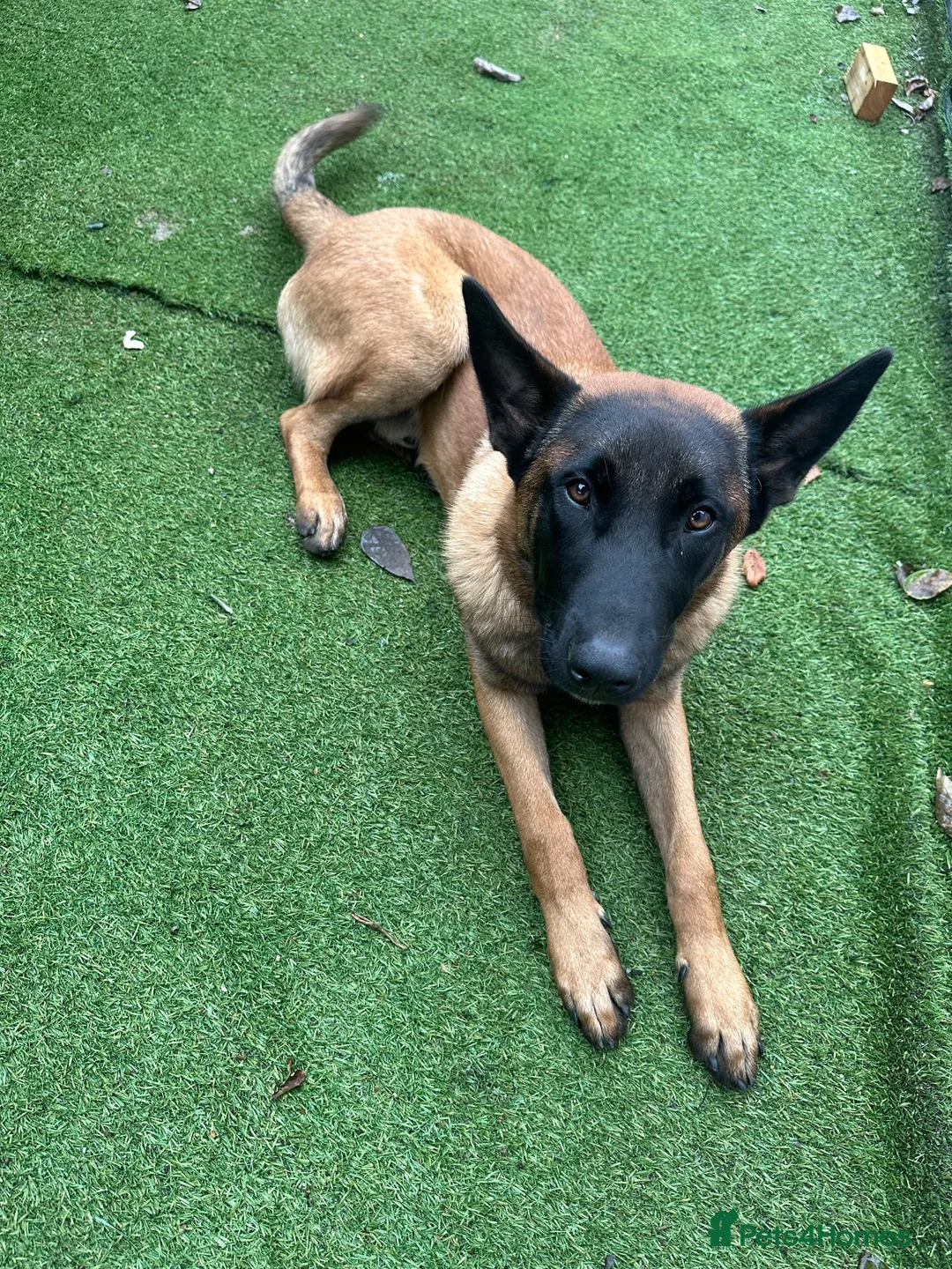 Belgian Shepherd Dog dogs for sale: Cooper in Hayes - Advert 2