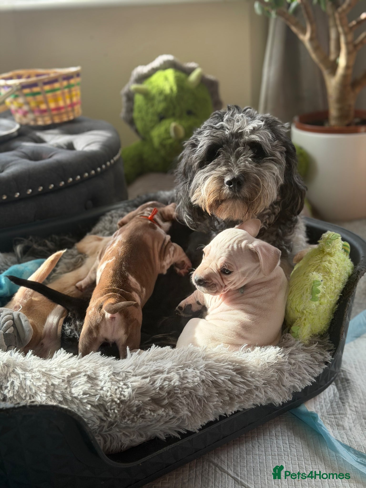 Mixed Breed dogs Cockapoo cross French bulldog pups for sale  - Advert 1