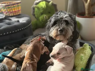 Mixed Breed dogs Cockapoo cross French bulldog pups for sale - Advert 5