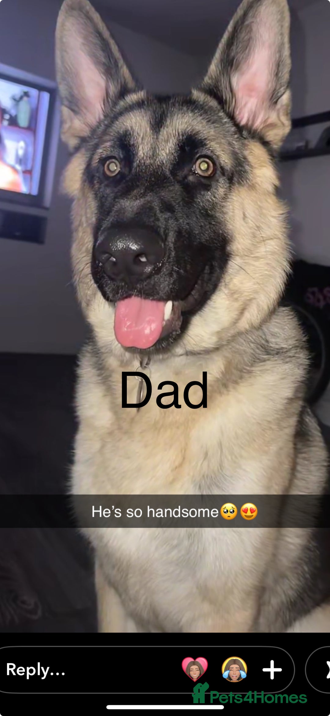 German Shepherd dogs for sale: German shepherd litter  - Image 2