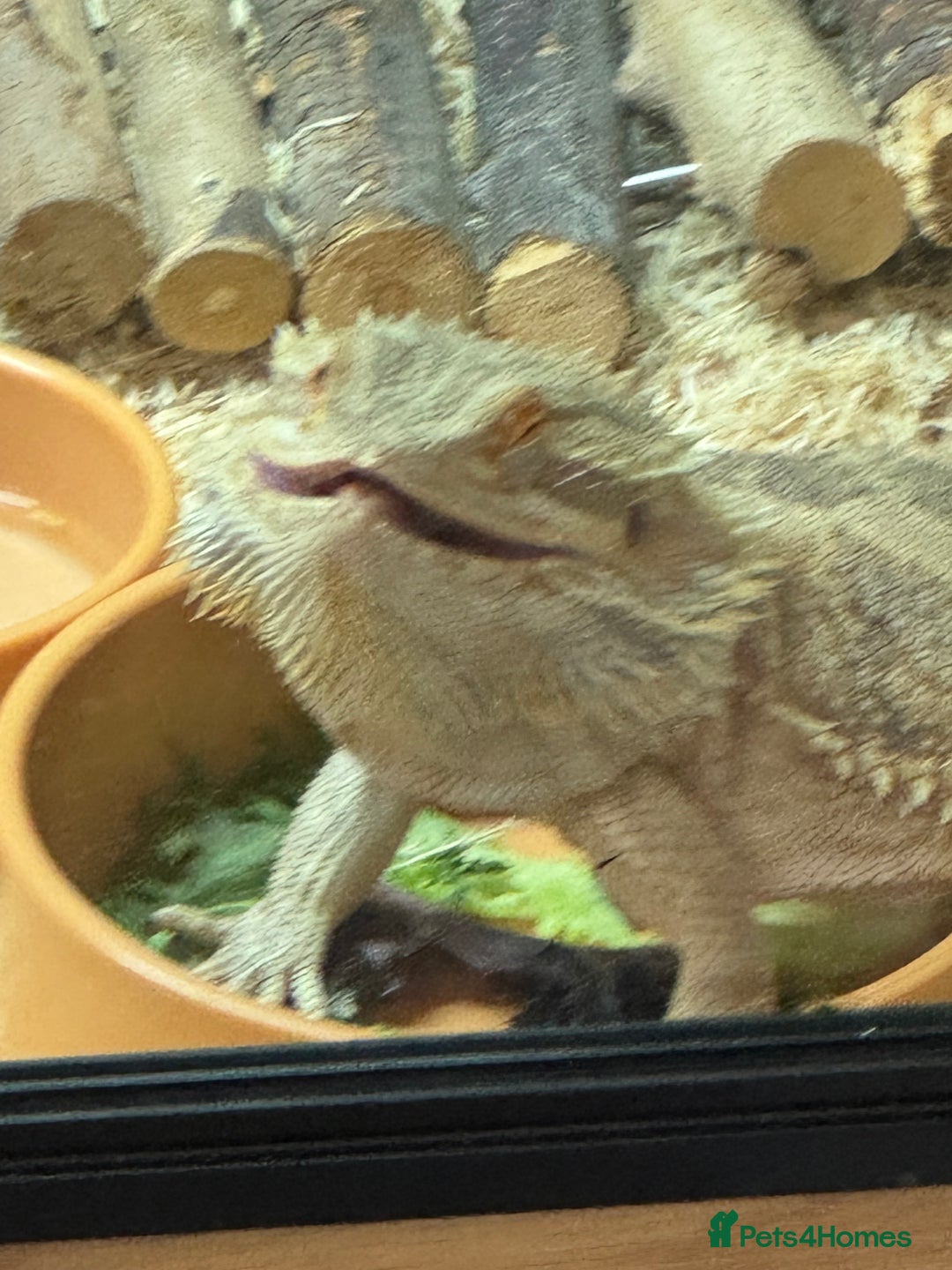 Bearded Dragon reptiles for sale: 18 month Male bearded dragon  - Advert 12