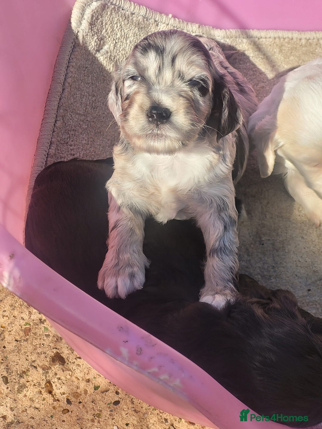Cockapoo dogs for sale: Beautiful cockerpoo puppies - Image 3