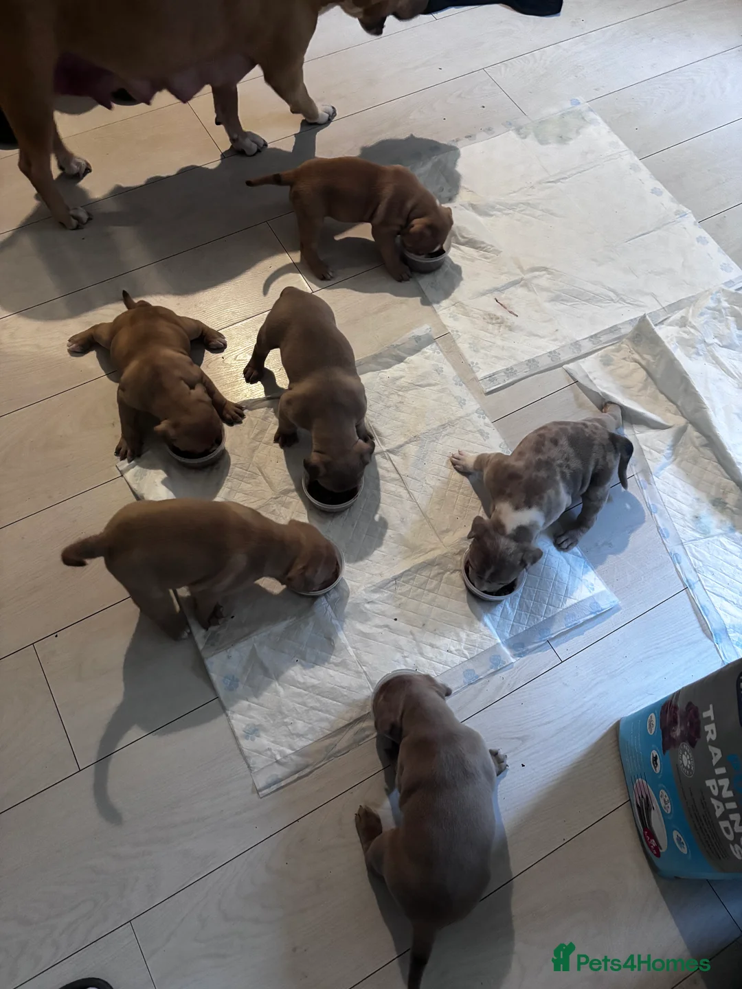 American Bully dogs for sale: Pocket bully pups ready for they forever home  - Advert 14