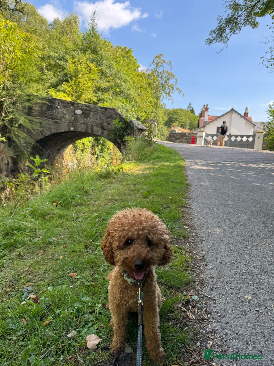 Miniature Poodle dogs for stud: Rufus  - Advert 11