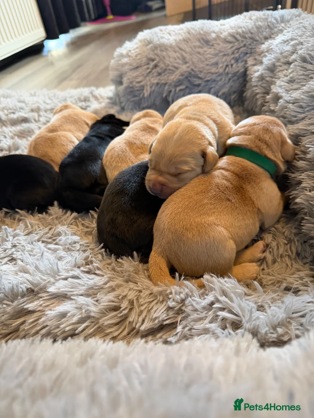 Labrador Retriever dogs for sale: ** 7 Labrador beautiful puppies! READY 11th Dec ** - Advert 1