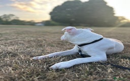 Mixed Breed dogs for sale: Dexter  - Image 15