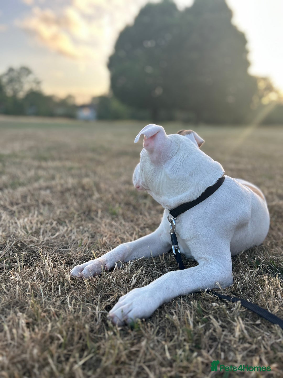 Mixed Breed dogs for sale: Dexter  - Image 15