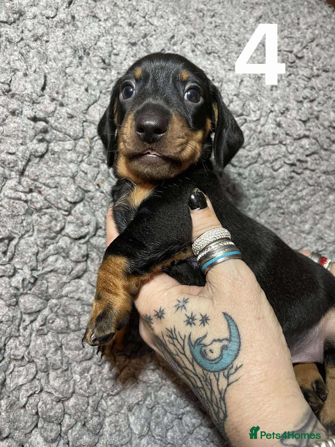 Dachshund dogs for sale: Stunning Litter of dachshund Puppies - Advert 14