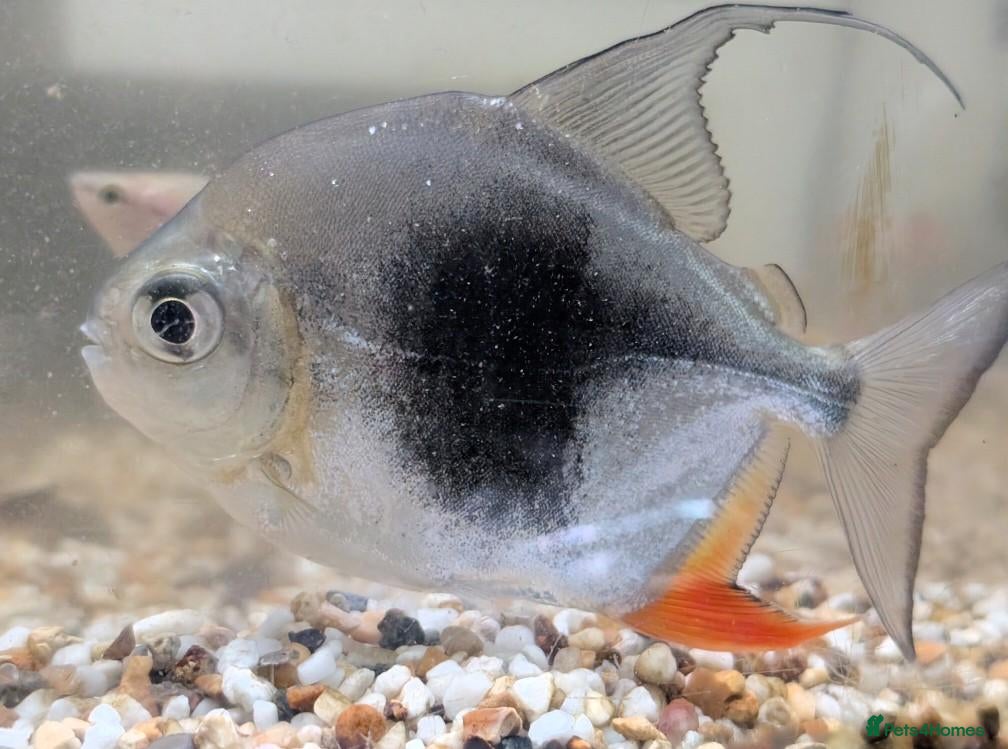 Other/Mixed Breed fish for sale: Various fish for sale  - Advert 2