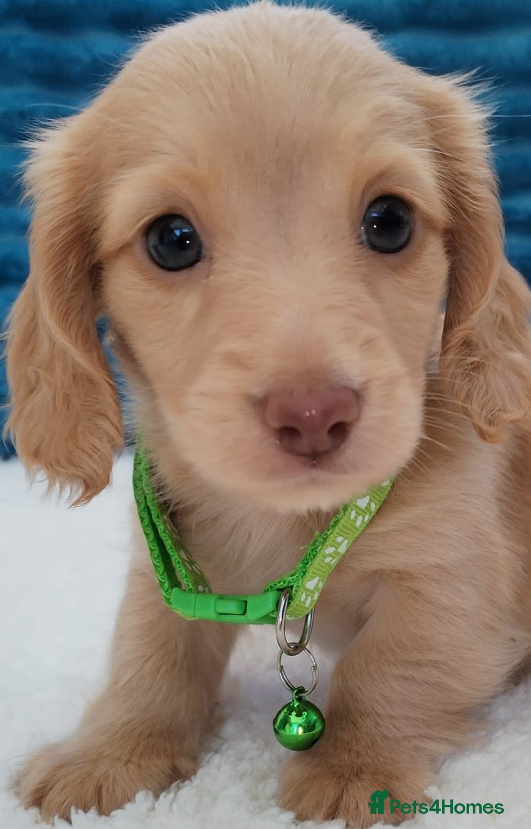 Miniature Dachshund dogs for sale: MINI DACHSHUND CREAM PRA CLEAR - Image 6