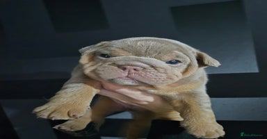 English Bulldog dogs - Advert 5