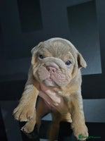 English Bulldog dogs - Advert 13