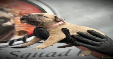 Cane Corso dogs - Advert 12